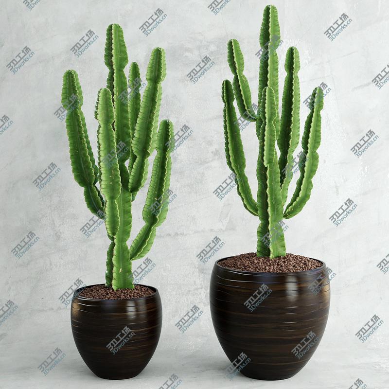 images/goods_img/2021040162/Euphorbia ingens/3.jpg